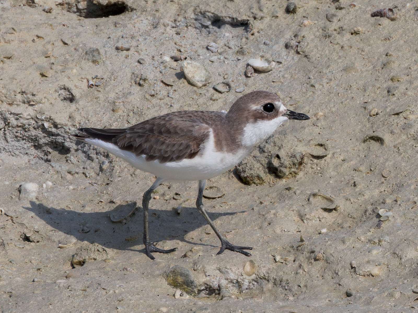 Dohat Arad Park — Charadrius mongolus from iNaturalist photo 338239795.jpg