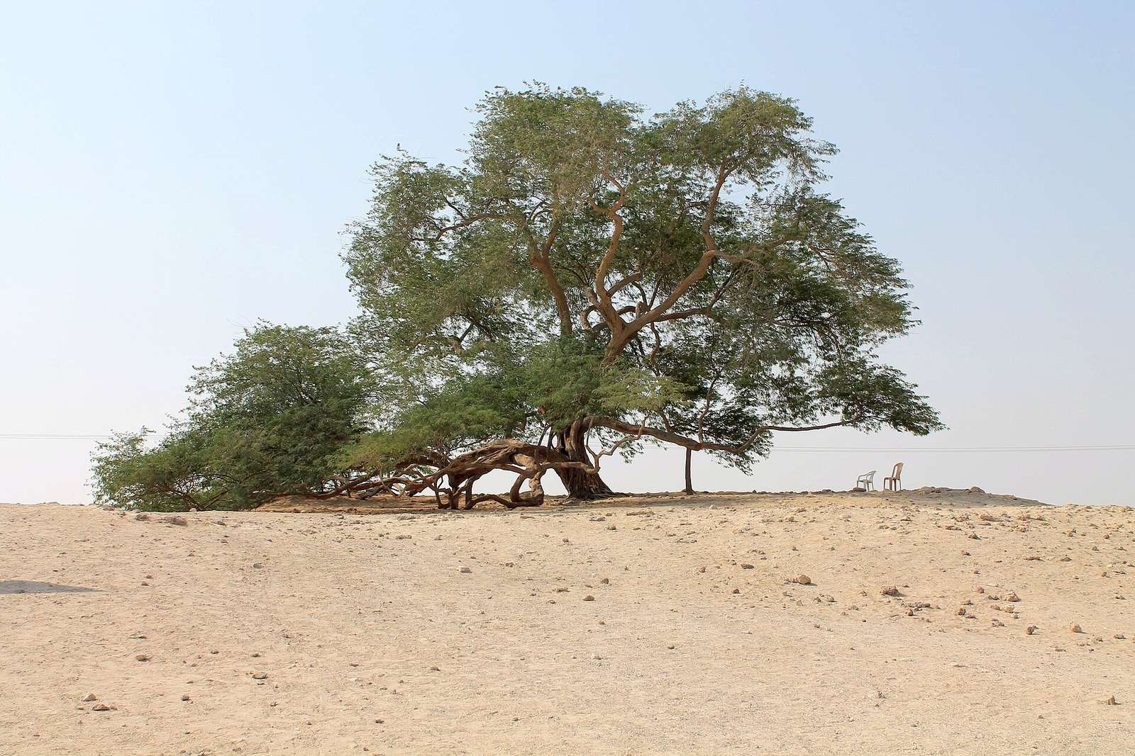 Tree of Life — Tree of Life Bahrain.jpg