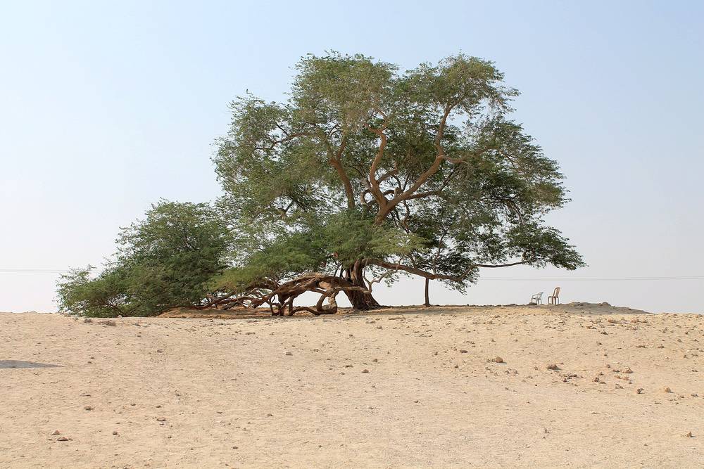 Tree of Life — Tree of Life Bahrain.jpg